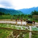 workers harvesting rice in Nepal