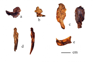 Harelip Sucker (extinct) bones