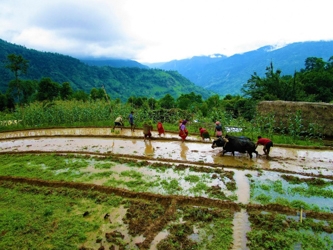 workers harvesting rice in Nepal
